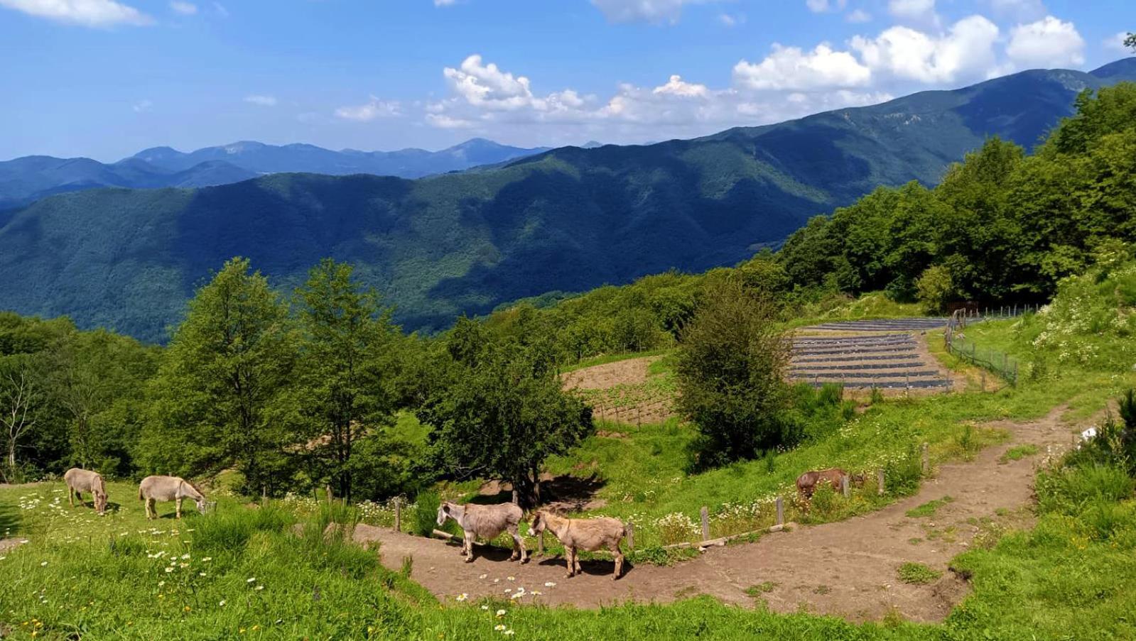 Terra Del Bosco Agriturismo Sesta Godano Kültér fotó