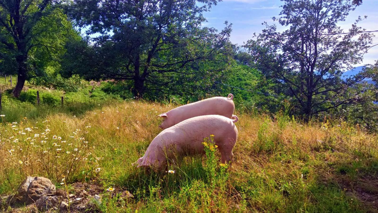 Terra Del Bosco Agriturismo Sesta Godano Kültér fotó